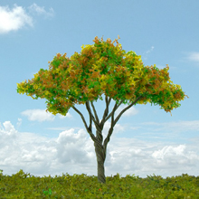 model trees